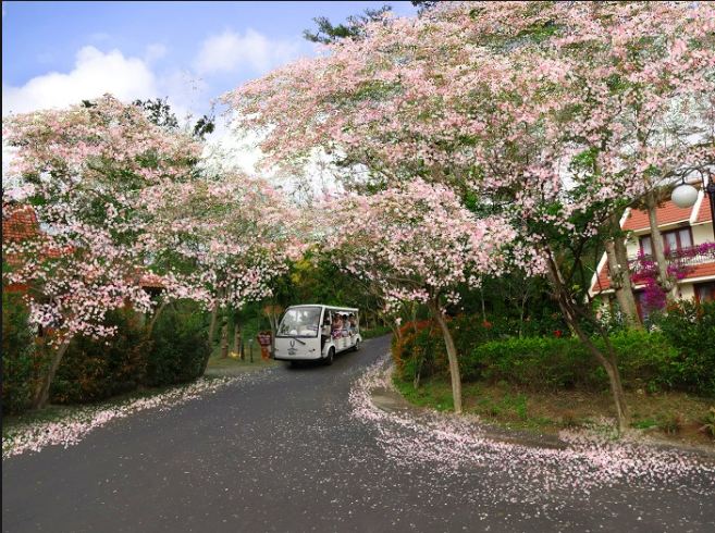 Những con đường với hàng hoa anh đào xinh đẹp tại biển Lộc An (Ảnh sưu tầm)