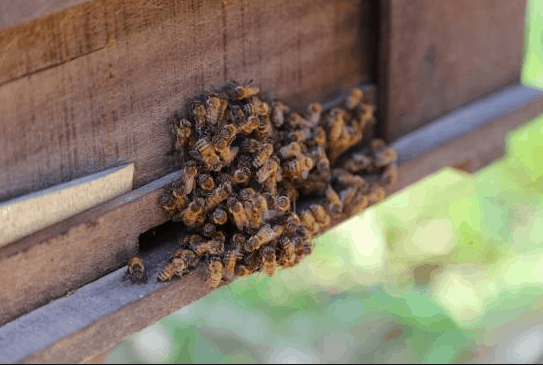 Discover the beekeeping area in Phu Quoc