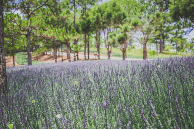 Cánh đồng hoa Lavender Đà Lạt 