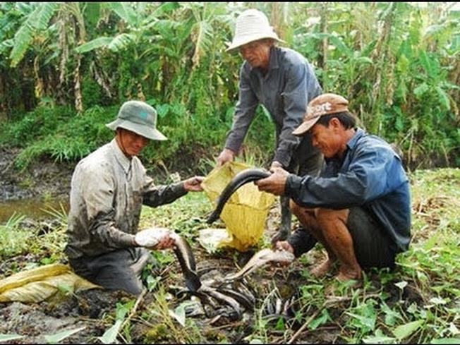 Du lịch Cà Mau và thưởng thức đặc sản rừng U Minh