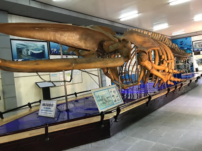 Bộ xương của cá voi vô cùng to to đùng đang được trưng bày trên viện thành phố hải dương học