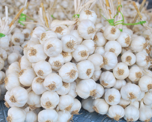 Ly Son Garlic (Collected Source)