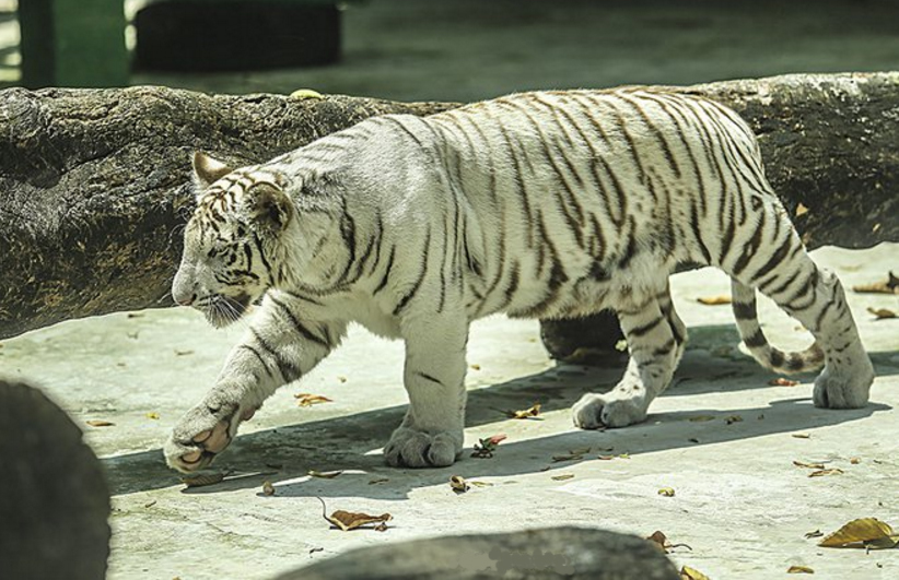 Hổ Bengal quý hiếm