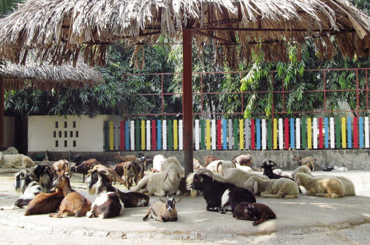 Đàn dê tại khu vườn thú của Thảo Cầm Viên