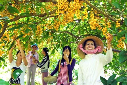 Vườn trái cây là địa điểm hấp dẫn cho khách du lịch (nguồn tìm hiểu).