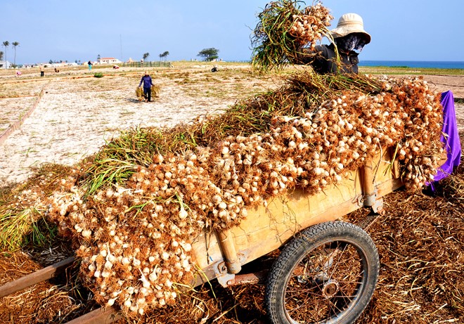 Tỏi đơn côi trên lý sơn (Nguồn sưu tầm)