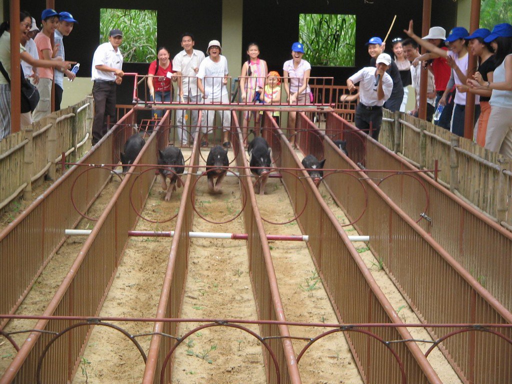 Đua lợn tại Mỹ Khánh được tổ chức nhiều người tham gia. (Nguồn sưu tầm).