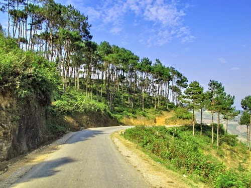 Con đường xinh đẹp với rừng thông hai bên