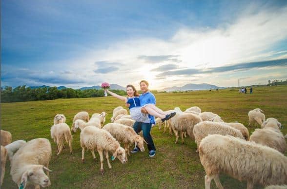 Các bức ảnh chụp trang trại cừu Vũng Tàu