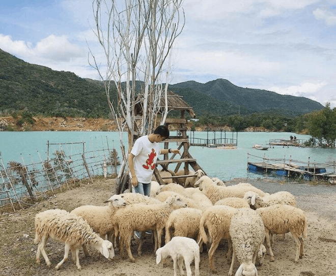 Chụp ảnh với cừu