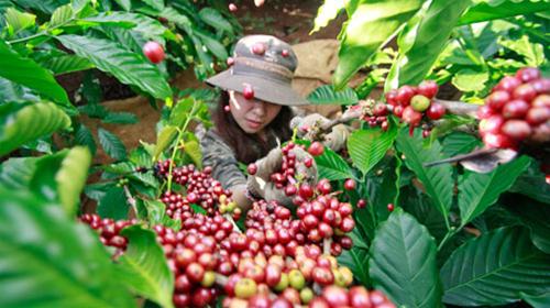 Thu mua và thu hoạch cà phê ở Gia Lai - Nghệ thuật ngon 