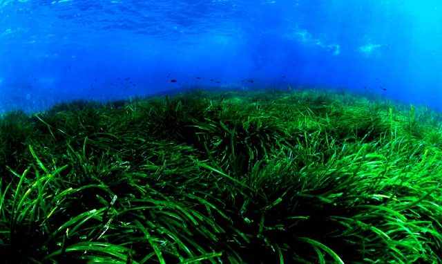 Thảm cỏ biển ở vườn quốc gia Côn Đảo (Ảnh: ST)