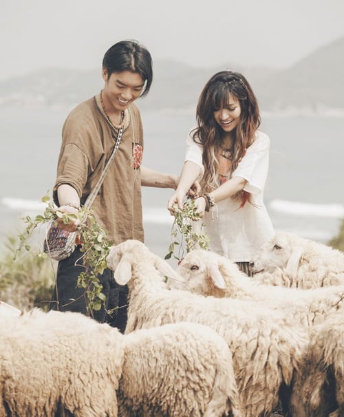 Cừu gặm cỏ trên đồi (Ảnh: ST)