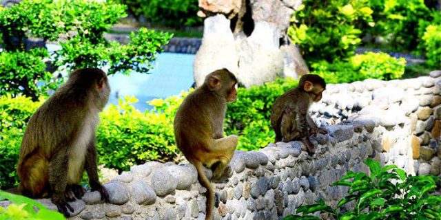 Monkey island tourism in Nha Trang