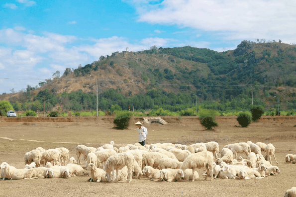 Đàn cừu dễ thương ở Vũng Tàu (Ảnh: ST)