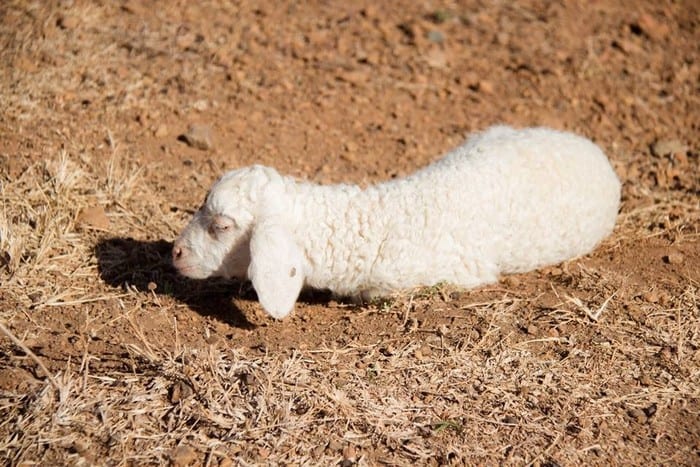 Những con cừu nhỏ và trắng như cục bông (Ảnh: ST)