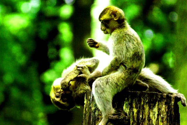 Những chú Khỉ trong tour du lịch Cần Giờ (Ảnh: ST)