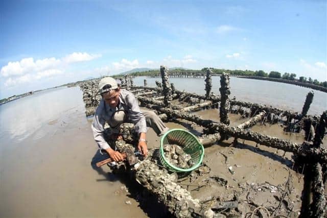 Kurima oyster mumusha weLong Son raft (Mufananidzo: ST)
