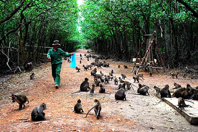 Hình ảnh đàn khỉ ngày một nhiều trên đảo khỉ Cần Giờ (Ảnh: ST)