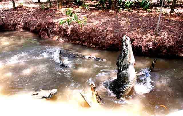 Những chú cá sấu hung dữ tại khu du lịch Vàm Sát (Ảnh: ST)