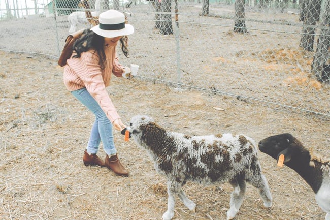 Cho bầy cừu ăn một cách thoải mái tại Zoodoo Đà Lạt 