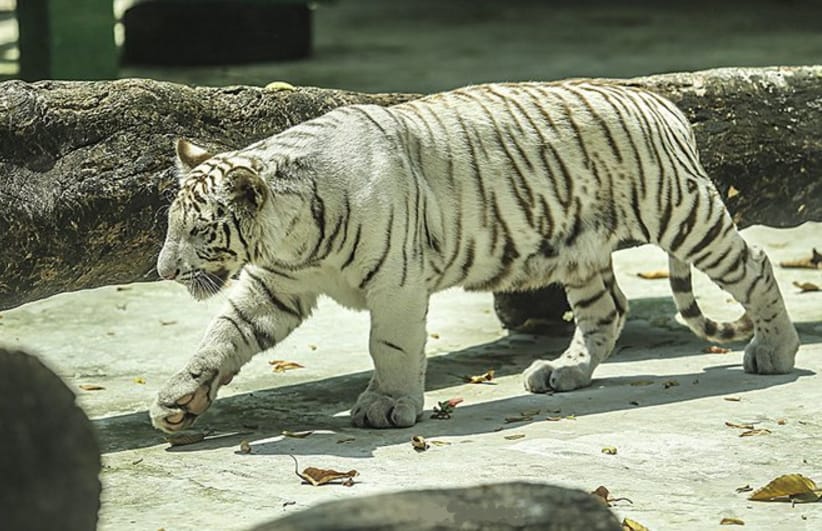 Hổ trắng Bengali