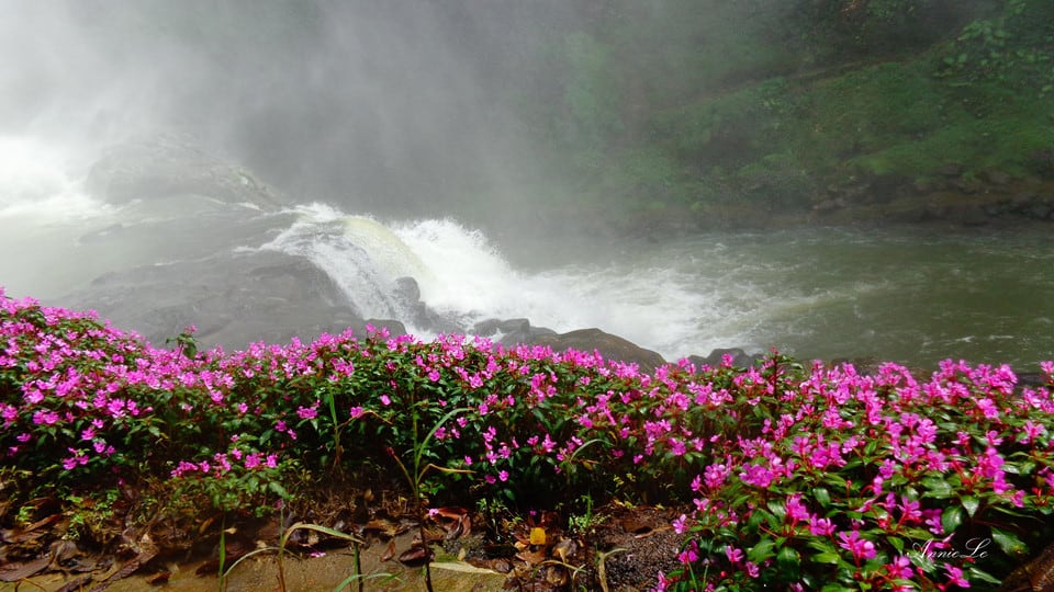 Những khóm hoa mọc ở chân Thác Dam'bri 