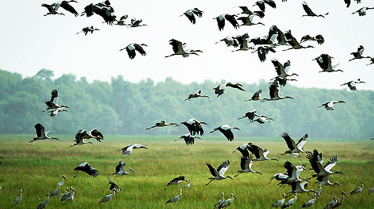 Các loài chim trong vườn quốc gia Tràm Chim (Ảnh ST)