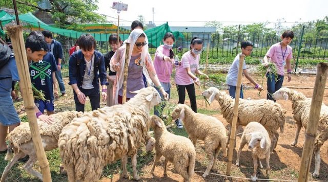 Du khách cho cừu ăn tại The BCR Farm