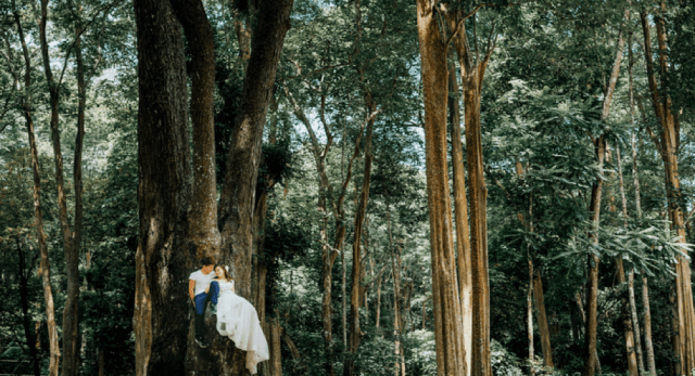Rừng Săng Lể - cũng là địa điểm chụp ảnh cưới 