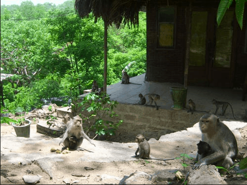 Đàn khỉ từ trên núi xuống thiền viện xin ăn