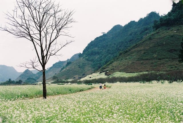 Hoa cải trắng ở Mộc Châu