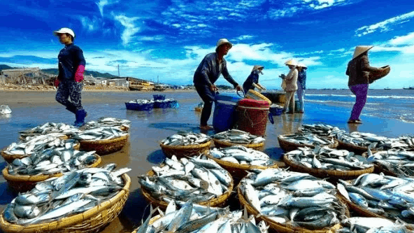 Khung cảnh đánh bắt cá trên bờ biển Hồ Tràm