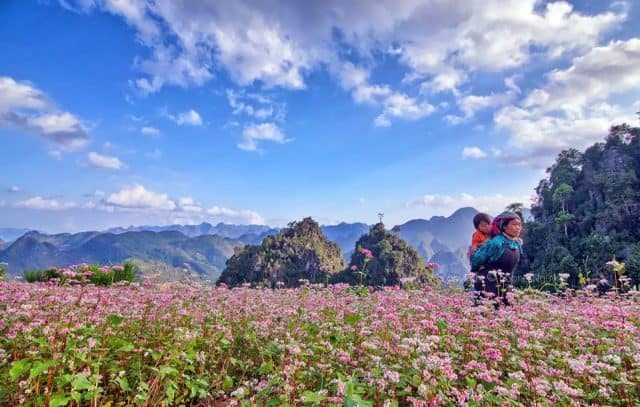 Khung cảnh tuyệt vời của cánh đồng hoa tam giác mạch Hà Giang tháng 10