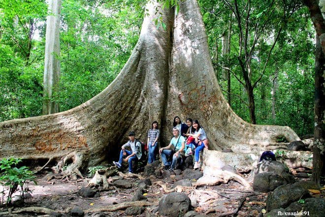 In the national park there are many trees that are thousands of years old 