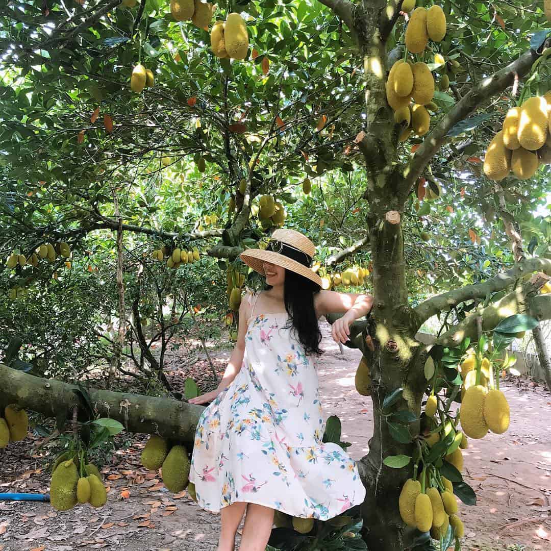 Jackfruit trees are all wrong fruit 