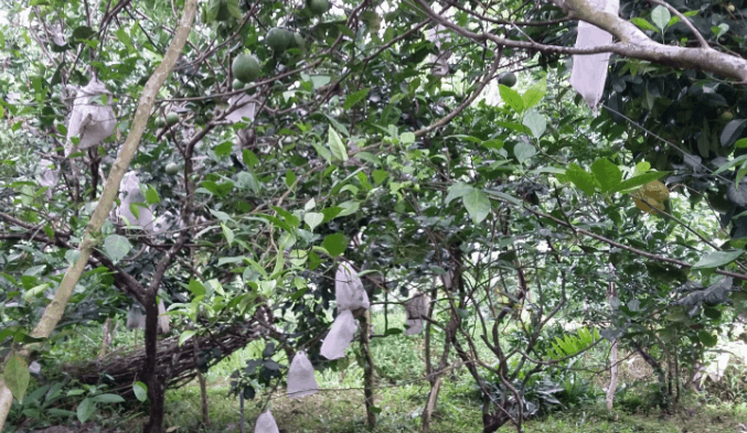 Trái cây thơm ngon ở vườn Vàm Xáng (Ảnh ST)