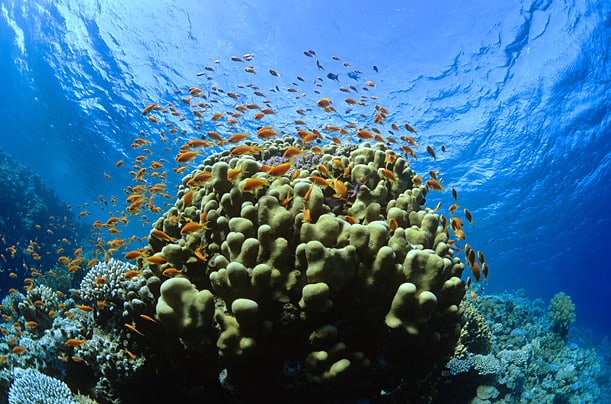 Những ran san hô dưới biển là nơi cư trúc của nhiều loài động vật khác nhau