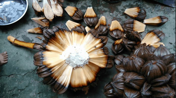Ang water coconut chamber adunay daghang prutas