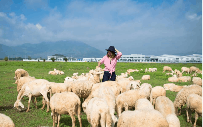 Khu đồi cừu - suối Nghệ nổi tiếng check-in đẹp 