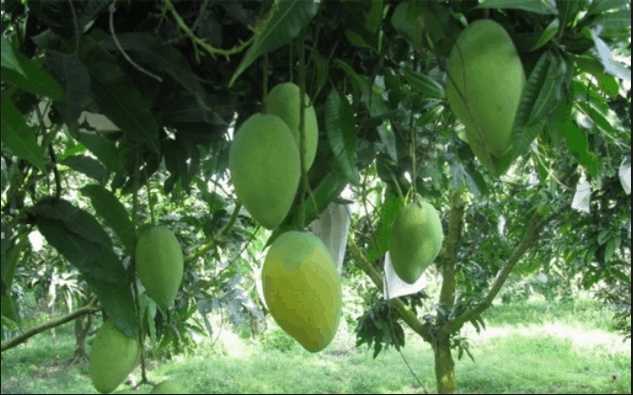 Can Gio sand mango garden puno sa prutas