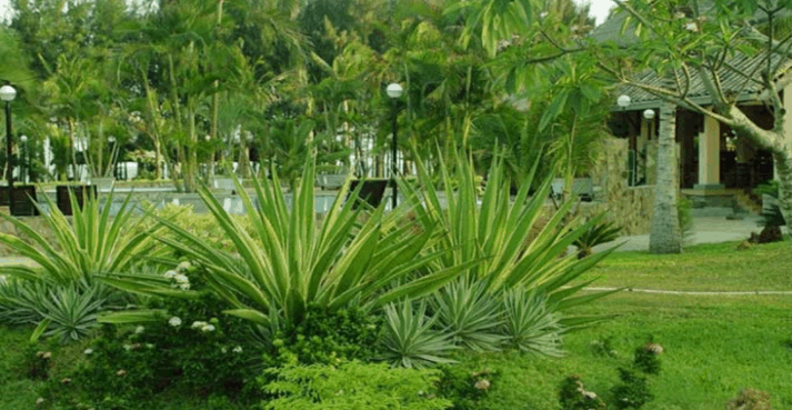 Cần Giờ Resort sở hữu không khí xanh lơ đuối và yên lặng tĩnh