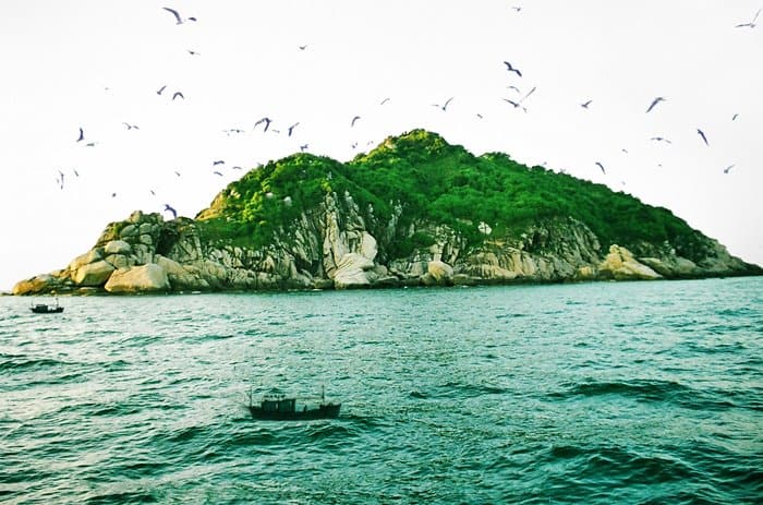 Hình ảnh Đảo Yến với hình ảnh các loài chim yến thường gặp.  (Hình ST)