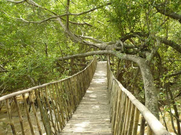 Những cây cầu treo khác biệt nhất giữa rừng (Ảnh: ST)