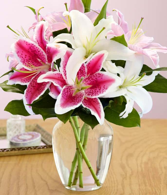 Hình ảnh hoa Lily