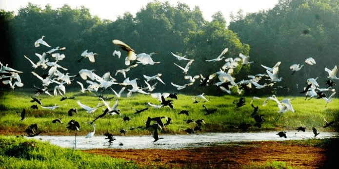 Hình ảnh đàn cò tập trung bay về vườn cò Thủ Đức - Quận 9