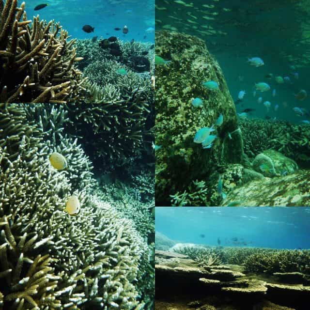 Đây là nơi ẩn náu nhiều rặng san hô đẹp, cá biển lạ và quý (Ảnh sưu tầm) 