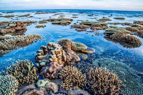 Rạn san hô, vẻ đẹp tự nhiên nổi bật nhất của Hòn Kaw