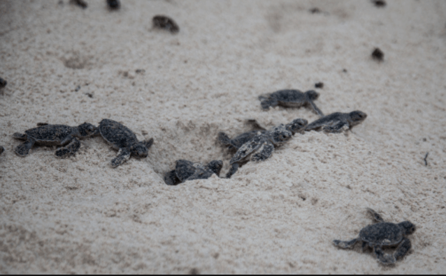 Những chú rùa con tìm đường ra biển