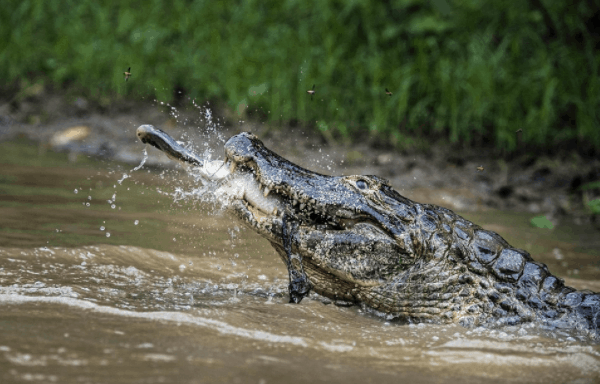 Chiêm ngưỡng cảnh cá sấu săn mồi